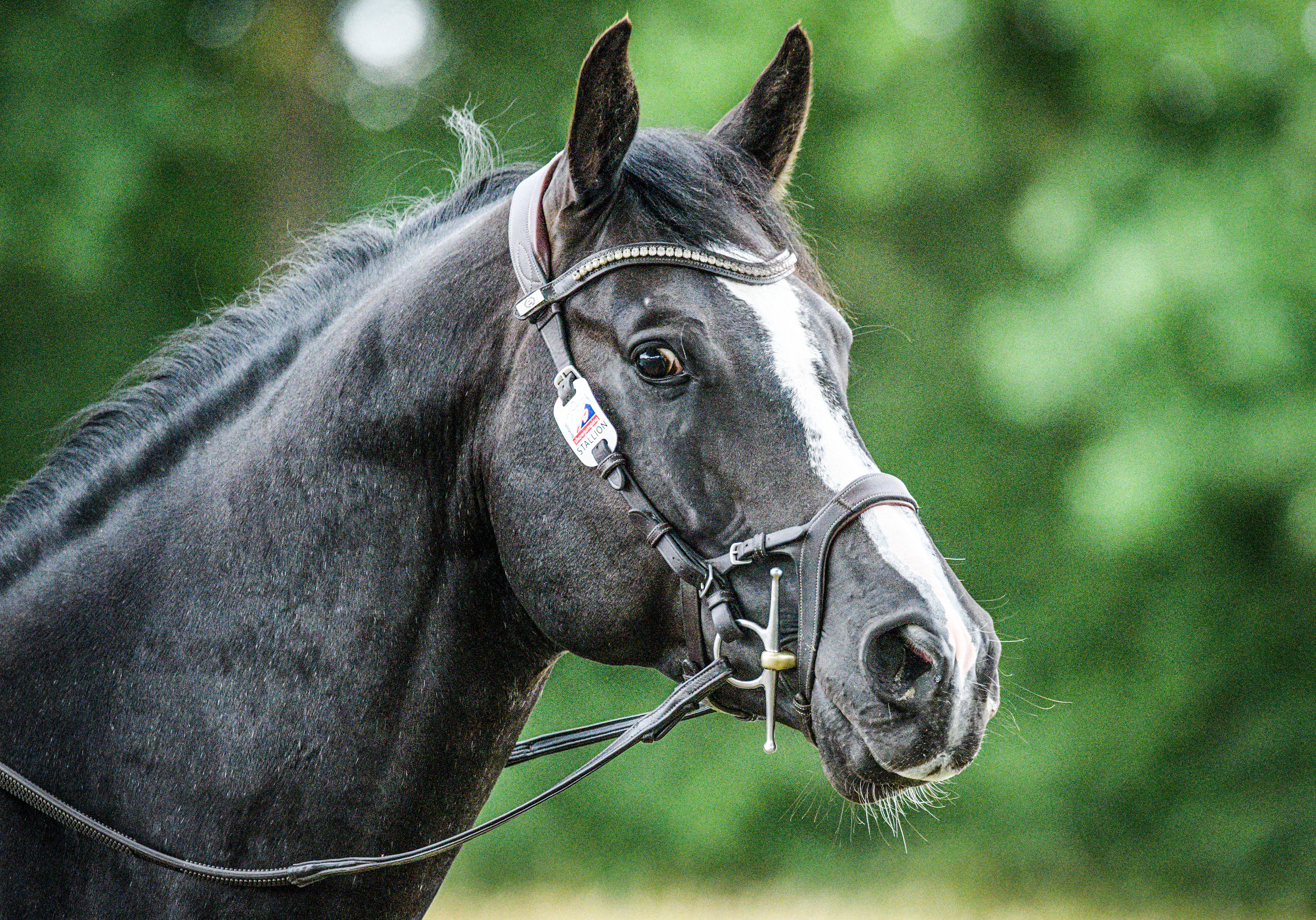 Koning Sport Horses Koning Albert