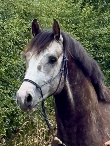 Koning Gemera