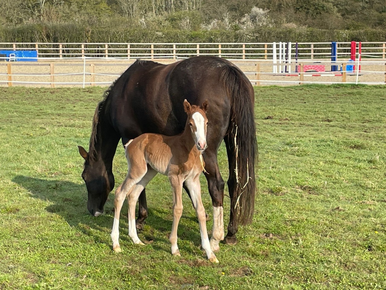 Another Gorgeous Colt foal by Koning Albert