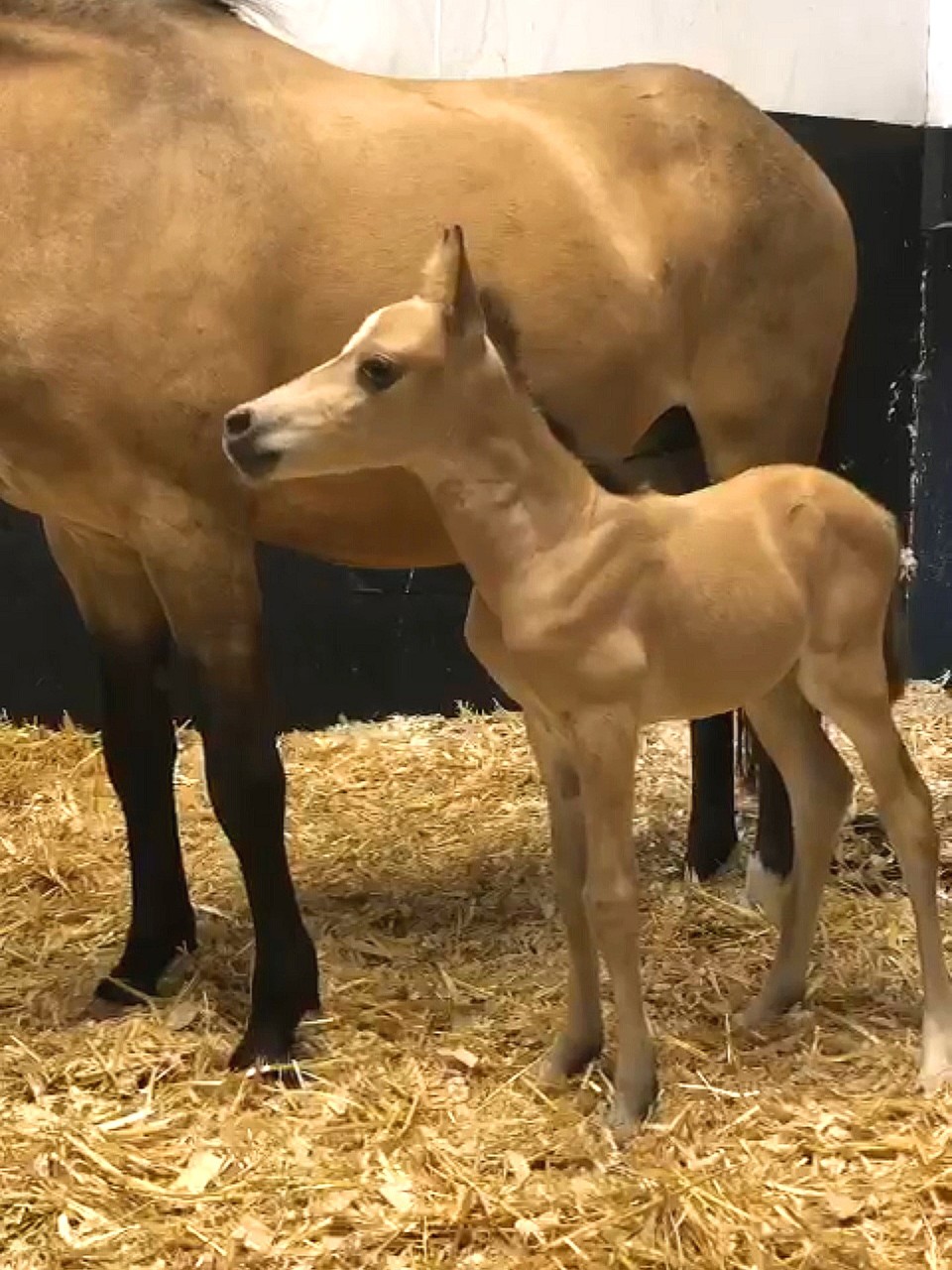 A tiny new arrival makes a quick entrance