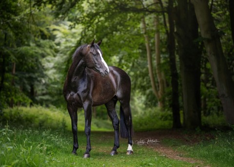 Koning Albert