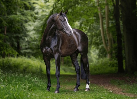 Koning Albert