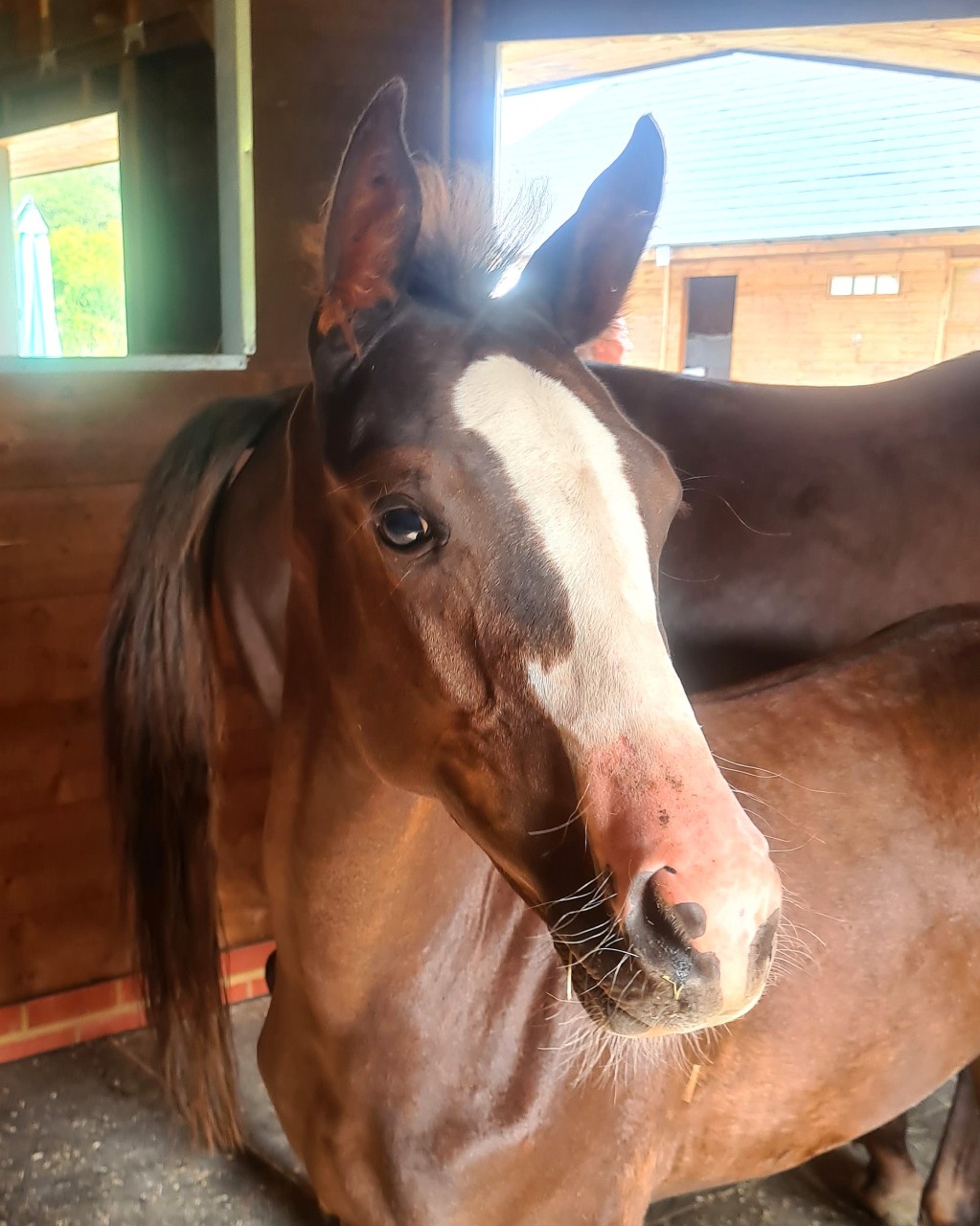 Visit to one of Koning Alberts foals