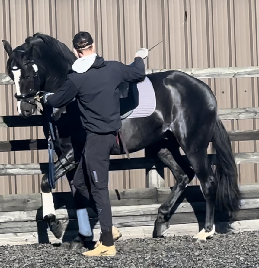 Koning Albert ~ Learning to Piaffe