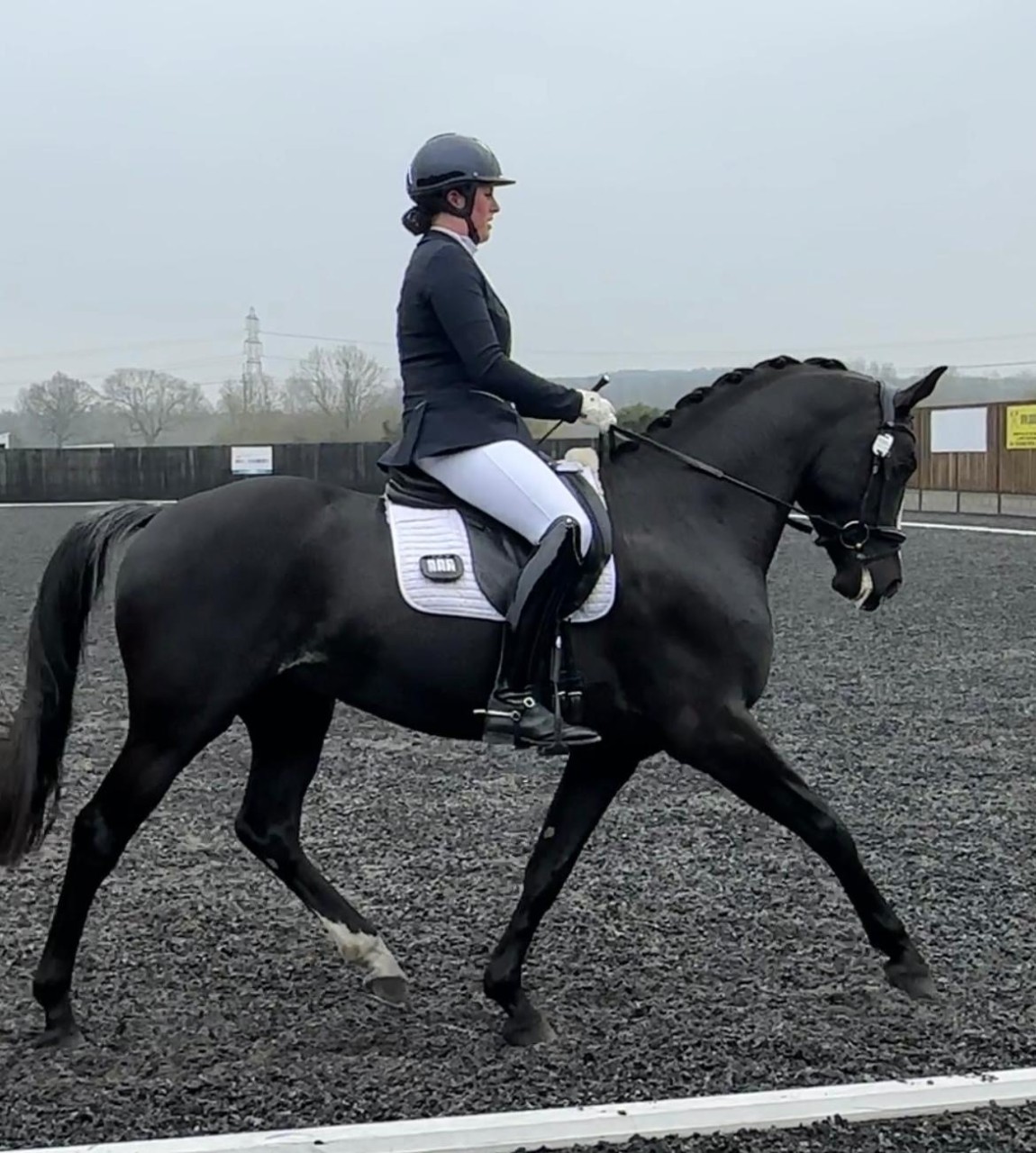 Some more red rosettes at dressage