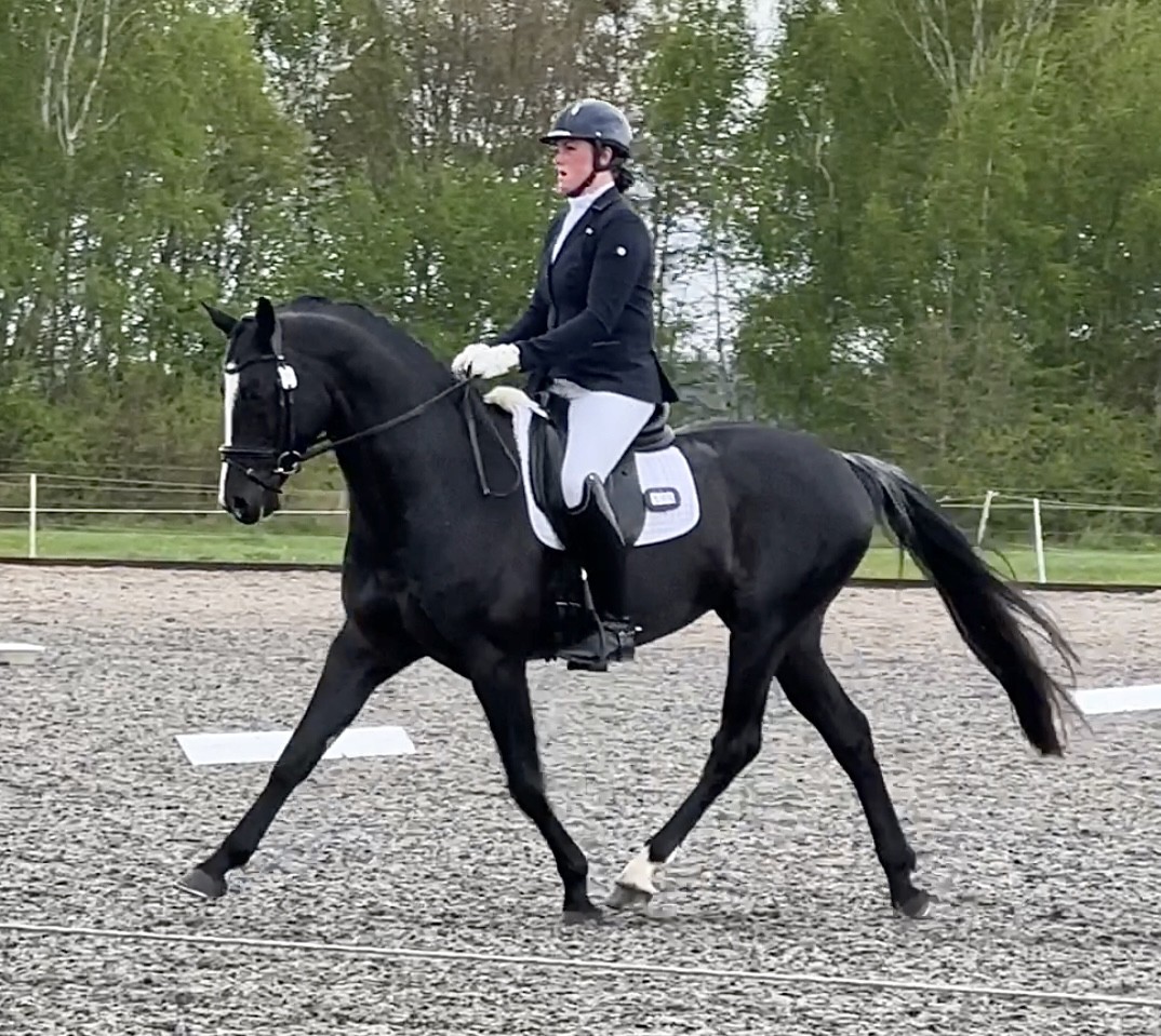 Winning day at Epworth dressage for Albert