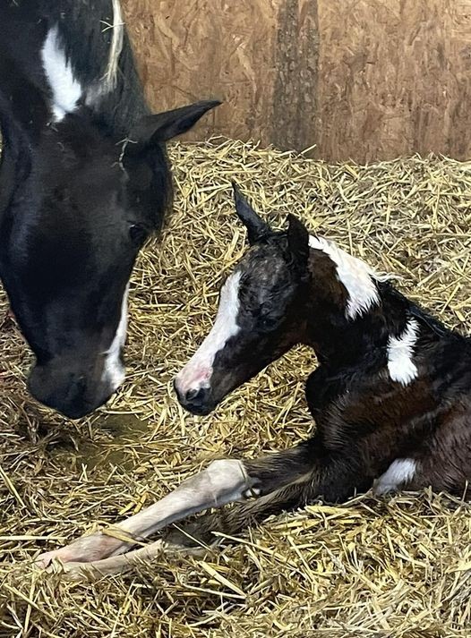 First foal of 2024 arrives and what a stunner