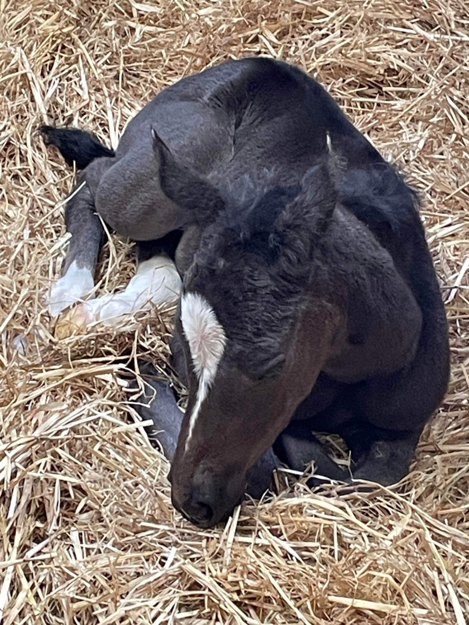 A gorgeous filly is born