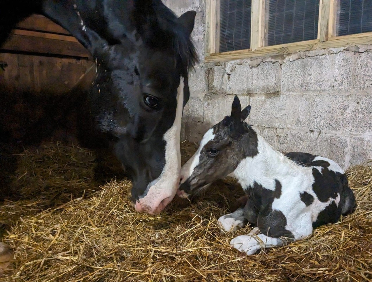 Another coloured filly arrives and what a cracker