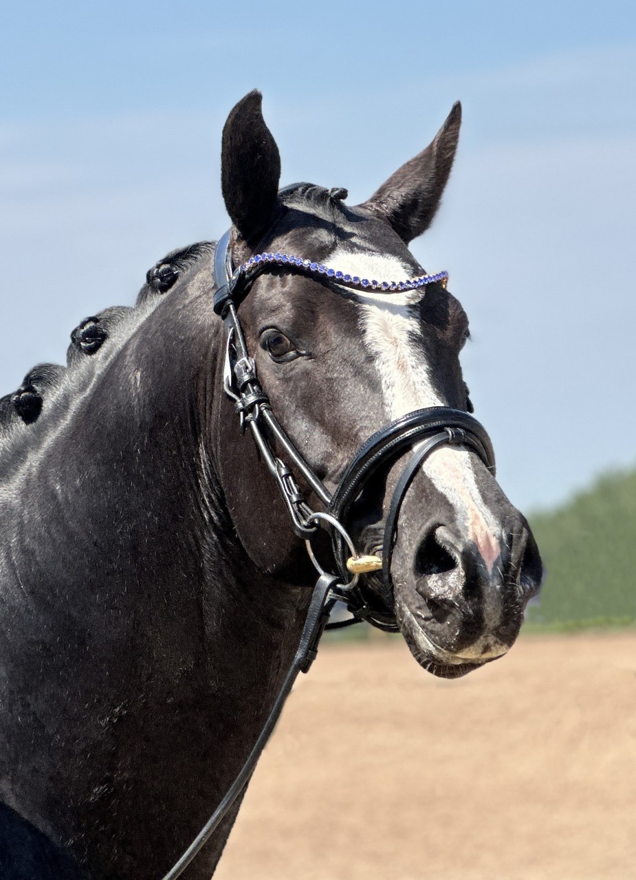 More wins at dressage, this time at Epworth EC