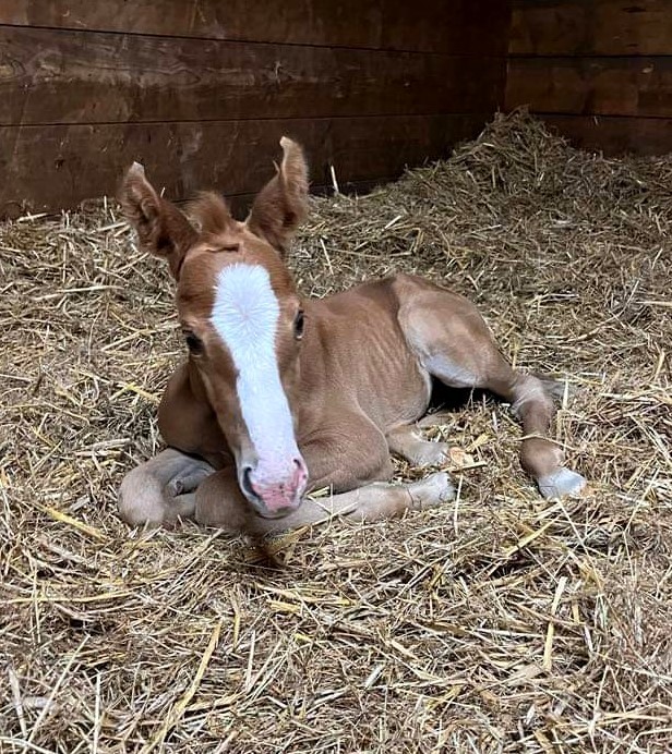 Another gorgeous filly arrives