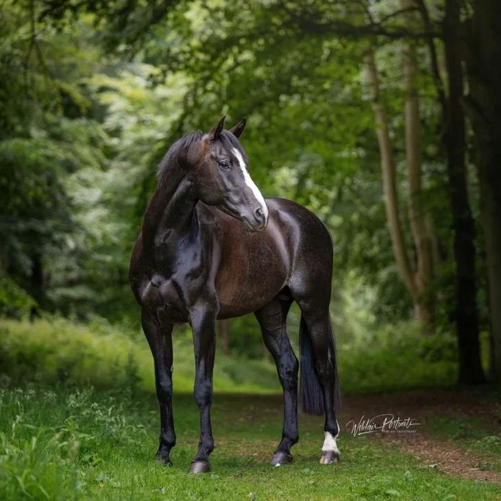 Koning Albert on No Foal No Fee from 14 July '25