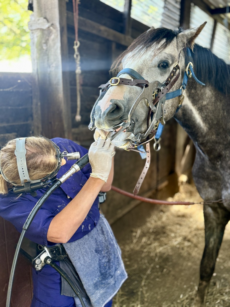 Sharon Cooper - Equine Dental Technician