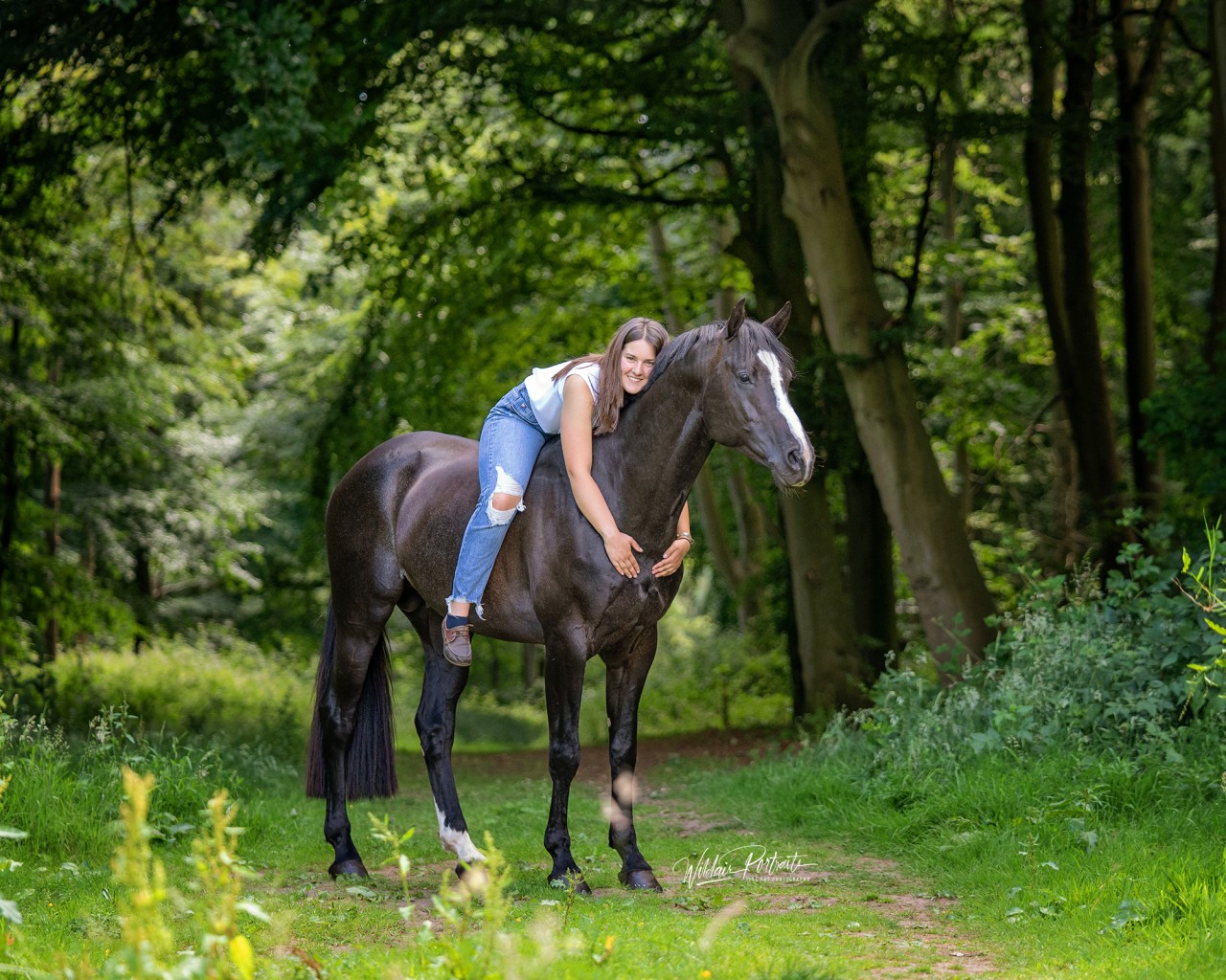 Brackenspa Stud Stallion Viewing day
