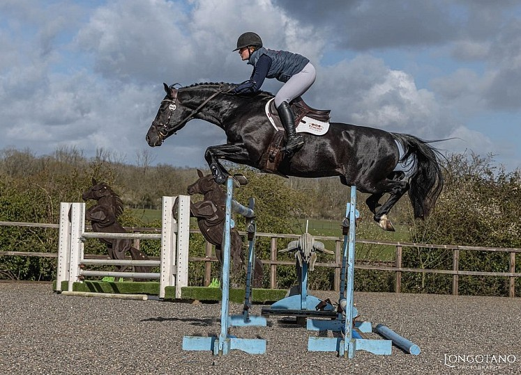 Stallion Show Success at Brackenspa Stud