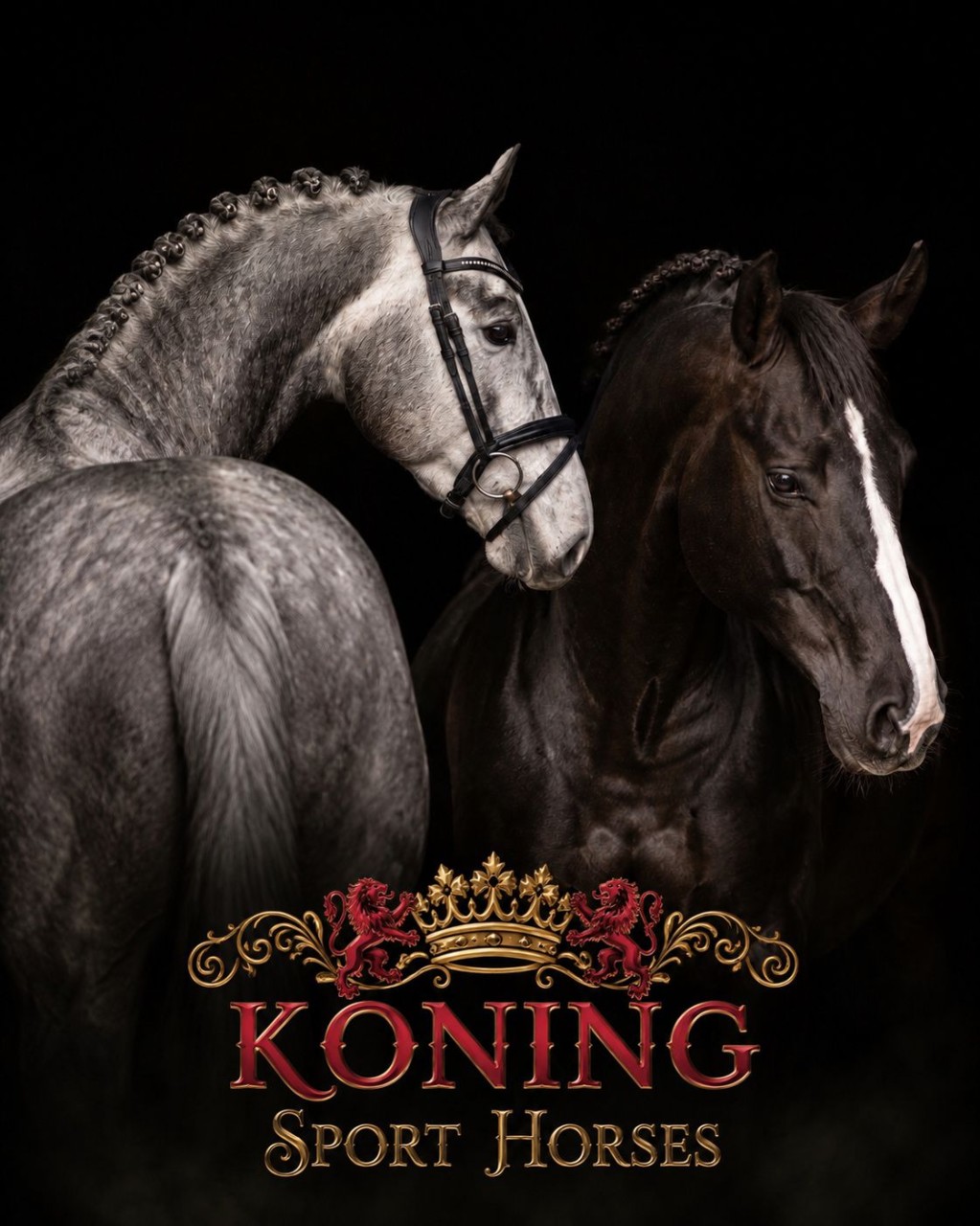 Our stallions are now 