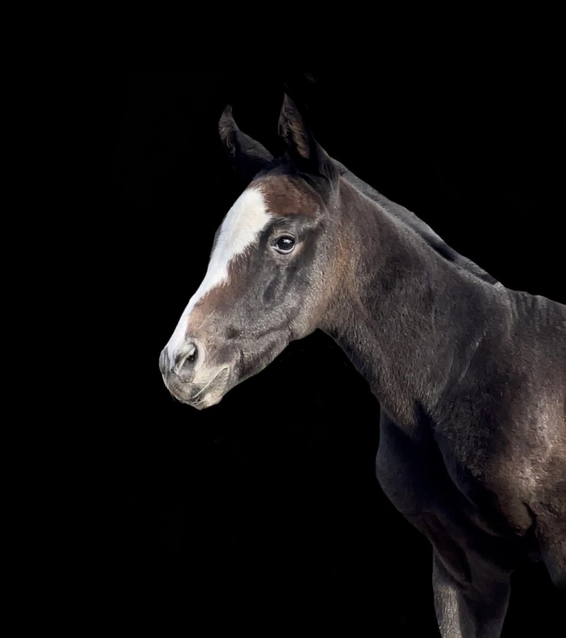 KSH FIRST HOMEBRED